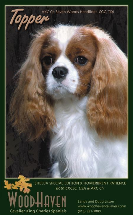 Sheeba cavaliers hot sale